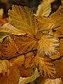 Parrotia persica IMG_1406 Parocja perska